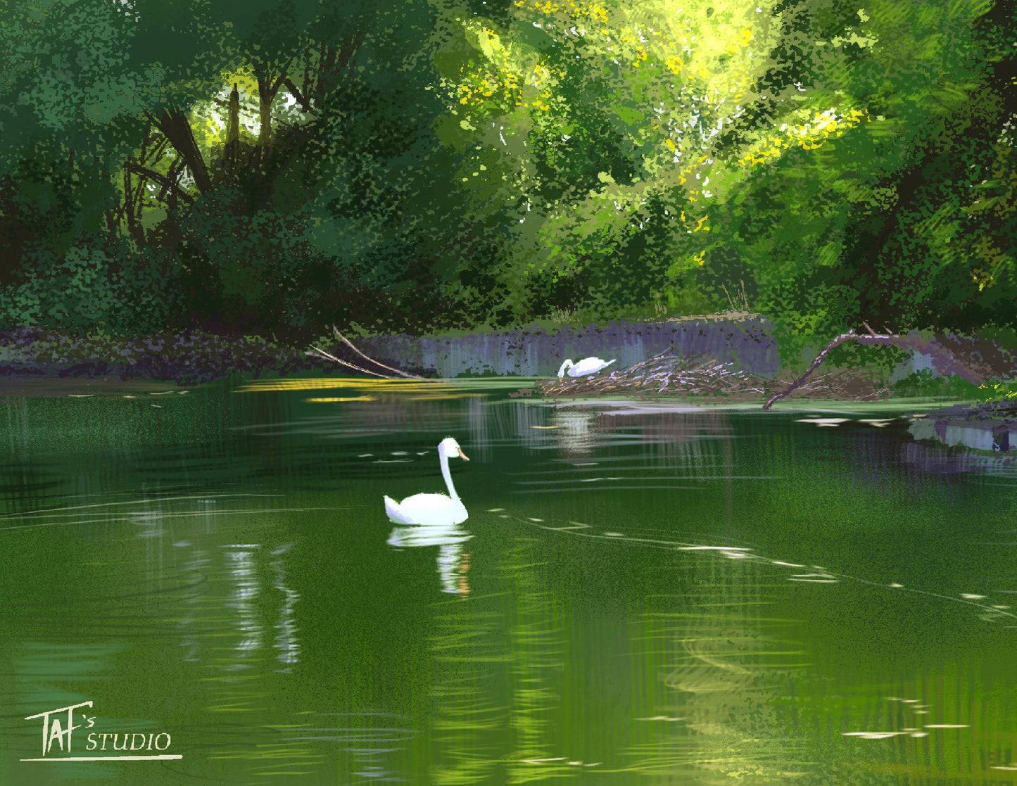 'Bayfront Swans' Print