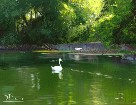'Bayfront Swans' Print