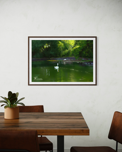 'Bayfront Swans' Print